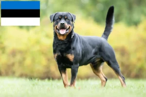Read more about the article Rottweileropdrættere og hvalpe i Estland