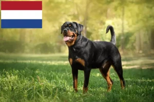Read more about the article Rottweileropdrættere og hvalpe i Holland