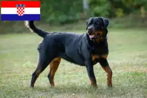 Read more about the article Rottweileropdrættere og hvalpe i Kroatien