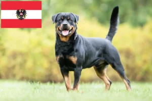 Read more about the article Rottweileropdrættere og hvalpe i Østrig