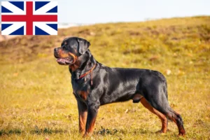 Read more about the article Rottweiler-opdrættere og hvalpe i Storbritannien