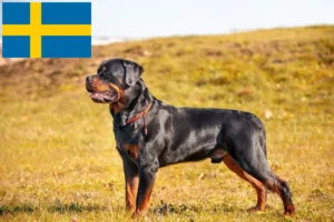 Read more about the article Rottweileropdrættere og hvalpe i Sverige