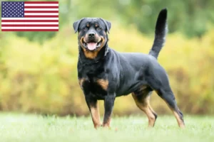 Read more about the article Rottweileropdrættere og hvalpe i USA