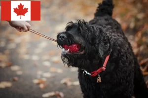 Read more about the article Russisk sort terrier-opdrætter og hvalpe i Canada