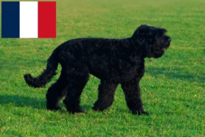 Read more about the article Russisk sort terrier opdrætter og hvalpe i Frankrig