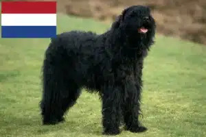 Read more about the article Opdrættere og hvalpe af russisk sort terrier i Holland