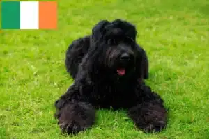 Read more about the article Russisk sort terrier-opdrætter og hvalpe i Irland