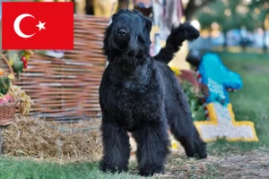 Read more about the article Russisk sort terrier opdrætter og hvalpe i Tyrkiet