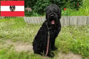 Read more about the article Russiske Black Terrier opdrættere og hvalpe i Østrig