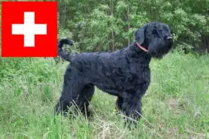 Read more about the article Opdrættere og hvalpe af russisk sort terrier i Schweiz