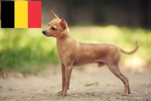 Read more about the article Russkiy Toy opdrættere og hvalpe i Belgien