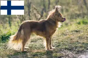 Read more about the article Russkiy Toy opdrættere og hvalpe i Finland