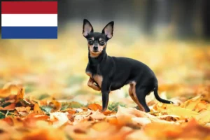 Read more about the article Russkiy Toy opdrættere og hvalpe i Holland