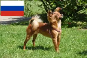 Read more about the article Russkiy Toy opdrættere og hvalpe i Rusland