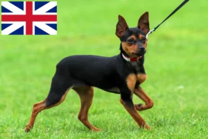 Read more about the article Russkiy Toy opdrættere og hvalpe i Storbritannien