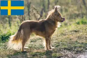 Read more about the article Russkiy Toy opdrættere og hvalpe i Sverige