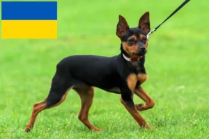 Read more about the article Russkiy Toy opdrættere og hvalpe i Ukraine