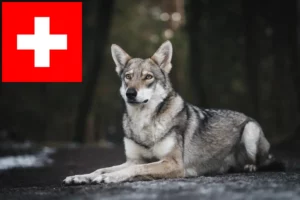 Read more about the article Saarloos ulvehundeopdrættere og hvalpe i Schweiz