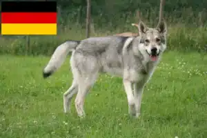Read more about the article Saarloos Wolfhound opdrættere og hvalpe i Tyskland