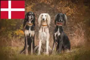 Read more about the article Saluki-opdrættere og hvalpe i Danmark