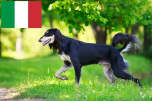 Read more about the article Saluki-opdrættere og hvalpe i Italien