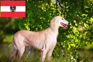 Read more about the article Saluki-opdrættere og hvalpe i Østrig