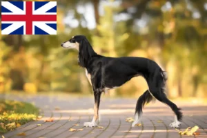 Read more about the article Saluki-opdrættere og hvalpe i Storbritannien