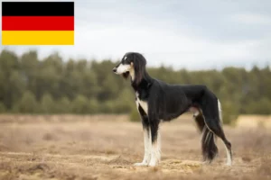 Read more about the article Saluki-opdrættere og hvalpe i Tyskland