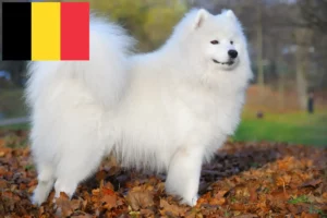 Read more about the article Samojedeopdrættere og hvalpe i Belgien
