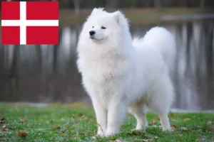 Read more about the article Samojedeopdrættere og hvalpe i Danmark