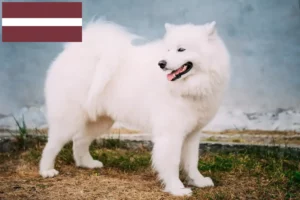 Read more about the article Samojedeopdrættere og hvalpe i Letland