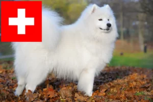 Read more about the article Samojedeopdrættere og hvalpe i Schweiz