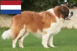 Read more about the article Sankt Bernhard-opdrættere og hvalpe i Holland