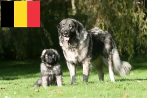 Read more about the article Šarplaninac opdrættere og hvalpe i Belgien
