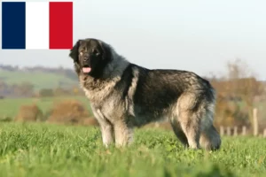 Read more about the article Šarplaninac opdrættere og hvalpe i Frankrig