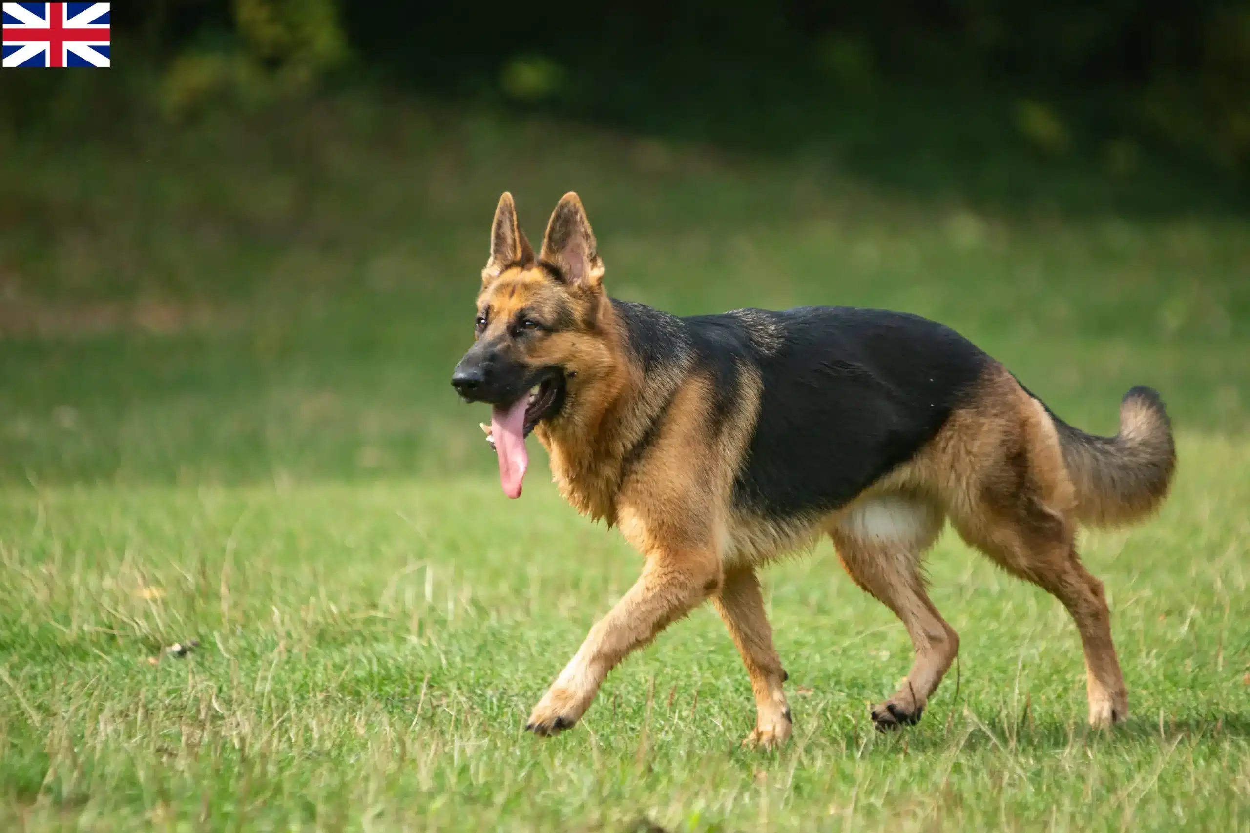 Read more about the article Fårehundeopdrættere og hvalpe i Storbritannien