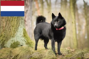 Read more about the article Schipperke-opdrættere og hvalpe i Holland