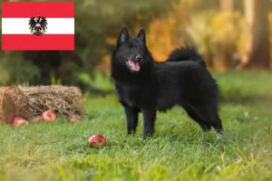 Read more about the article Schipperke-opdrættere og hvalpe i Østrig