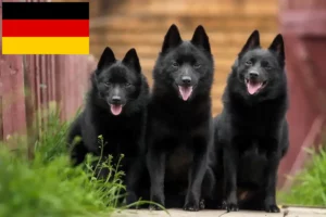 Read more about the article Schipperke-opdrættere og hvalpe i Tyskland
