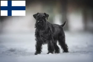 Read more about the article Schnauzeropdrættere og hvalpe i Finland