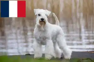 Read more about the article Schnauzer-opdrættere og hvalpe i Frankrig