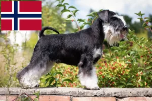 Read more about the article Schnauzeropdrættere og hvalpe i Norge