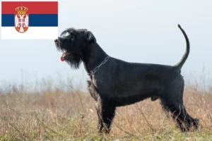 Read more about the article Schnauzer-opdrættere og hvalpe i Serbien