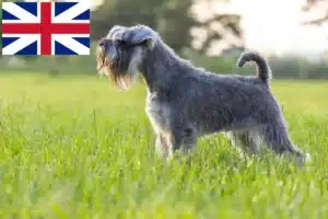 Read more about the article Schnauzer-opdrættere og hvalpe i Storbritannien