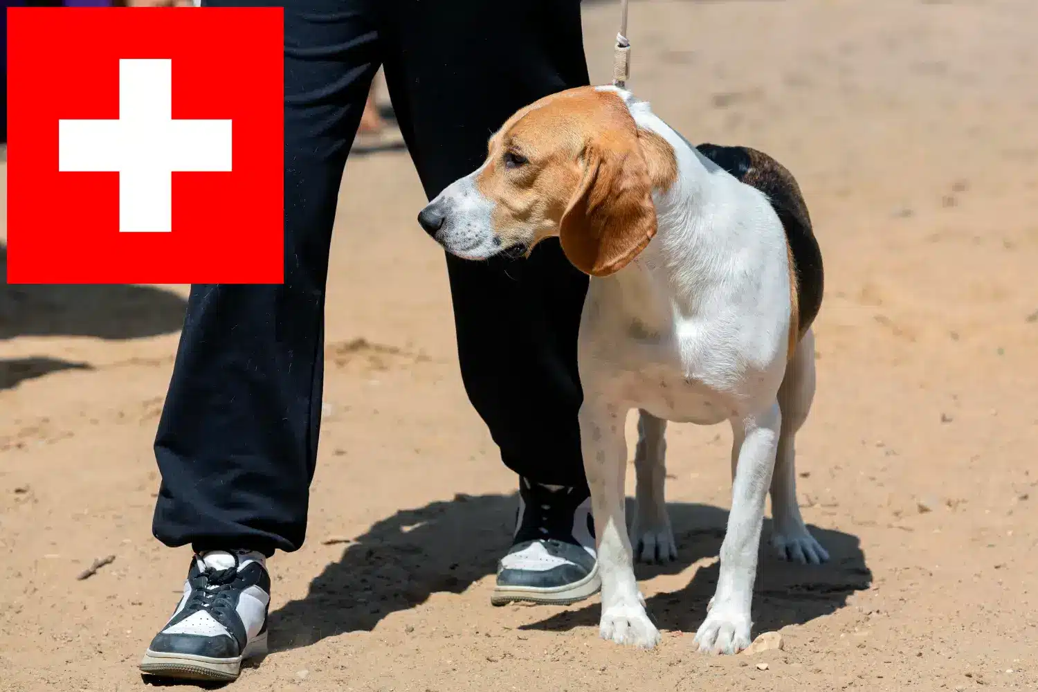 Read more about the article Opdrætter af schweiziske lavlandshunde og hvalpe i Schweiz