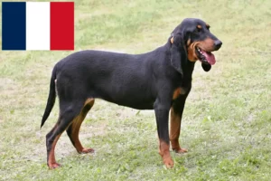 Read more about the article Schweiziske racehundeopdrættere og hvalpe i Frankrig