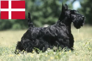 Read more about the article Scottish Terrier opdrættere og hvalpe i Danmark