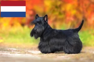 Read more about the article Scottish Terrier-opdrættere og hvalpe i Holland