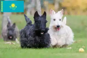 Read more about the article Scottish Terrier-opdrættere og hvalpe i Kasakhstan