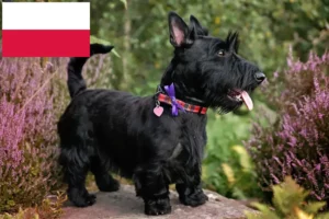Read more about the article Scottish Terrier opdrættere og hvalpe i Polen